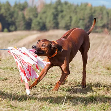 Chasse au leurre