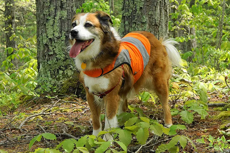 Gilets de sécurité